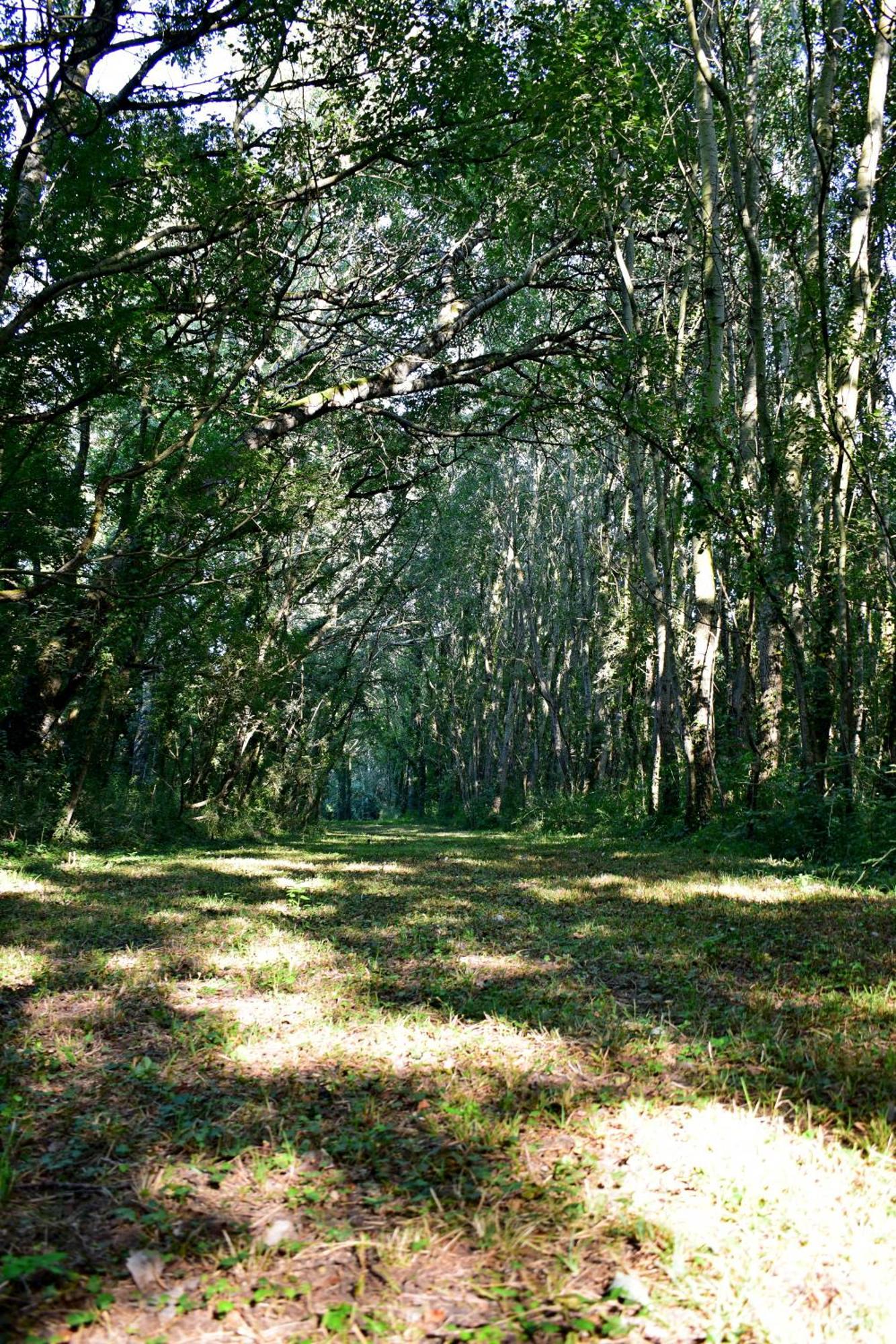 L'Oree Du Bois Gaubau Saint-Georges-sur-Layon Dış mekan fotoğraf